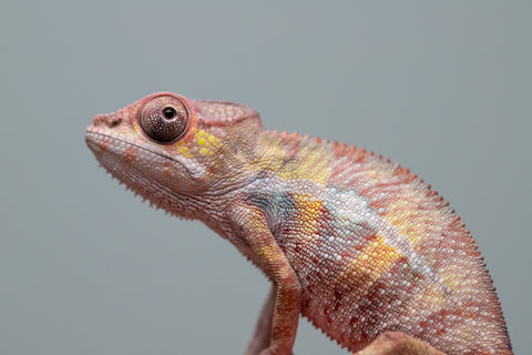 Holdbacks/Individuals: Ambilobe group from "Mahaliana" (AKA Curious) x "Tendro Rantsam-bity" (AKA Tippy Toes) - Hatched June - Male #2