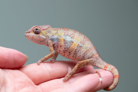 Holdbacks/Individuals: Ambilobe group from "Mahaliana" (AKA Curious) x "Tendro Rantsam-bity" (AKA Tippy Toes) - Hatched June - Male #2