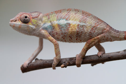 Holdbacks/Individuals: Ambilobe group from "Mahaliana" (AKA Curious) x "Tendro Rantsam-bity" (AKA Tippy Toes) - Hatched June - Male #2