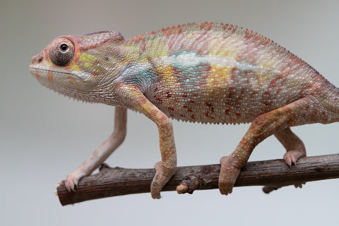 Holdbacks/Individuals: Ambilobe group from "Mahaliana" (AKA Curious) x "Tendro Rantsam-bity" (AKA Tippy Toes) - Hatched June - Male #2