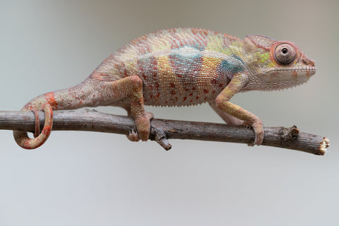 Holdbacks/Individuals: Ambilobe group from "Mahaliana" (AKA Curious) x "Tendro Rantsam-bity" (AKA Tippy Toes) - Hatched June - Male #2