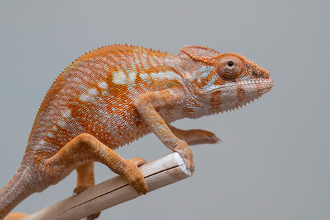 Holdbacks/Individuals: Ambilobe group from "Mahaliana" (AKA Curious) x "Tendro Rantsam-bity" (AKA Tippy Toes) - Hatched Dec 24' - Female #1