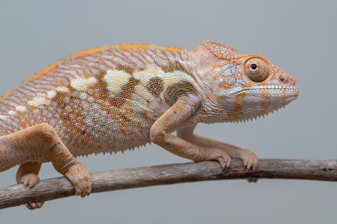 Holdbacks/Individuals: Ambilobe group from "Mahaliana" (AKA Curious) x "Tendro Rantsam-bity" (AKA Tippy Toes) - Hatched Dec 24' - Female #2
