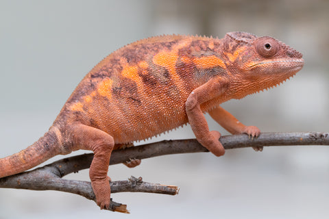Holdbacks/Individuals: Ambilobe group from "Mahaliana" (AKA Curious) x "Tendro Rantsam-bity" (AKA Tippy Toes) - Hatched Dec 24' - Female #3