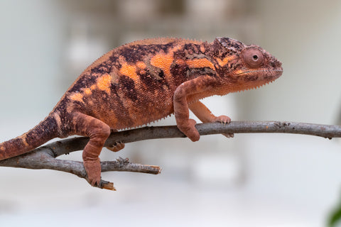 Holdbacks/Individuals: Ambilobe group from "Mahaliana" (AKA Curious) x "Tendro Rantsam-bity" (AKA Tippy Toes) - Hatched Dec 24' - Female #3