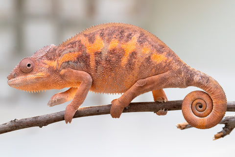 Holdbacks/Individuals: Ambilobe group from "Mahaliana" (AKA Curious) x "Tendro Rantsam-bity" (AKA Tippy Toes) - Hatched Dec 24' - Female #3