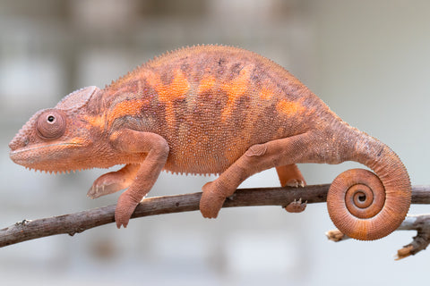 Holdbacks/Individuals: Ambilobe group from "Mahaliana" (AKA Curious) x "Tendro Rantsam-bity" (AKA Tippy Toes) - Hatched Dec 24' - Female #3