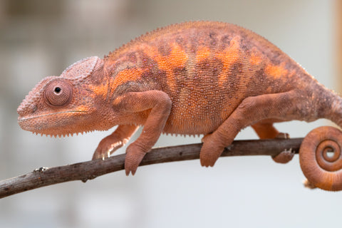 Holdbacks/Individuals: Ambilobe group from "Mahaliana" (AKA Curious) x "Tendro Rantsam-bity" (AKA Tippy Toes) - Hatched Dec 24' - Female #3