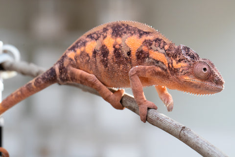 Holdbacks/Individuals: Ambilobe group from "Mahaliana" (AKA Curious) x "Tendro Rantsam-bity" (AKA Tippy Toes) - Hatched Dec 24' - Female #3