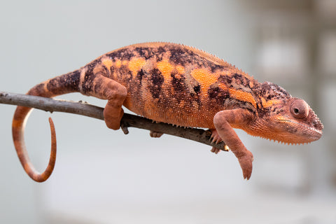 Holdbacks/Individuals: Ambilobe group from "Mahaliana" (AKA Curious) x "Tendro Rantsam-bity" (AKA Tippy Toes) - Hatched Dec 24' - Female #3