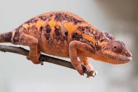 Holdbacks/Individuals: Ambilobe group from "Mahaliana" (AKA Curious) x "Tendro Rantsam-bity" (AKA Tippy Toes) - Hatched Dec 24' - Female #3
