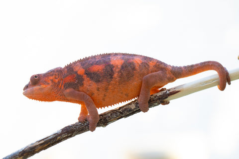 Holdbacks/Individuals: Ambilobe offspring from "Mahaliana" (AKA Curious) x "Tolatra" (AKA Gift) - Hatched May 2024 - Female #1