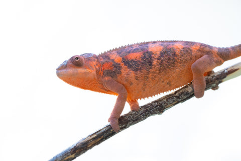 Holdbacks/Individuals: Ambilobe offspring from "Mahaliana" (AKA Curious) x "Tolatra" (AKA Gift) - Hatched May 2024 - Female #1