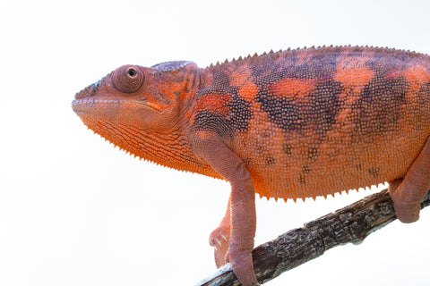 Holdbacks/Individuals: Ambilobe offspring from "Mahaliana" (AKA Curious) x "Tolatra" (AKA Gift) - Hatched May 2024 - Female #1