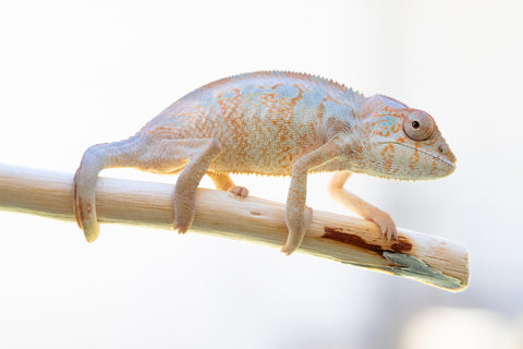 Holdbacks/Individuals - Ambilobe offspring from Malefaka (AKA Easy Going) x Adrisa (AKA She-Locust) - Hatched May 2023 - Female #1