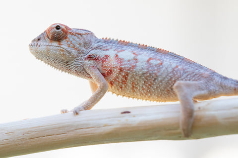 Holdbacks/Individuals - Ambilobe offspring from Malefaka (AKA Easy Going) x Adrisa (AKA She-Locust) - Hatched July 2023 - Male #1