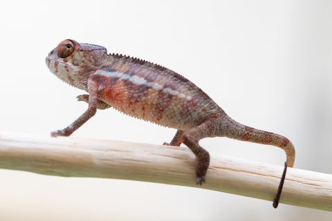 Holdbacks/Individuals: Premiere Ambilobe offspring from Manamanga-anina (AKA Blue Breeze) x Itompokolahy-erika (AKA Latter Rain) - Hatched Nov 24' - Male #1