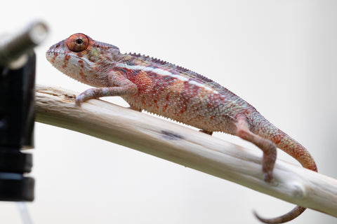 Holdbacks/Individuals: Premiere Ambilobe offspring from Manamanga-anina (AKA Blue Breeze) x Itompokolahy-erika (AKA Latter Rain) - Hatched Nov 24' - Male #1