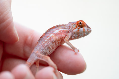 Holdbacks/Individuals: Premiere Ambilobe offspring from Manamanga-anina (AKA Blue Breeze) x Itompokolahy-erika (AKA Latter Rain) - Hatched Nov 24' - Male #2