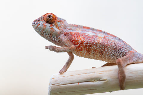 Holdbacks/Individuals: Premiere Ambilobe offspring from Manamanga-anina (AKA Blue Breeze) x Itompokolahy-erika (AKA Latter Rain) - Hatched Nov 24' - Male #2