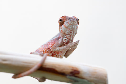 Holdbacks/Individuals: Premiere Ambilobe offspring from Manamanga-anina (AKA Blue Breeze) x Itompokolahy-erika (AKA Latter Rain) - Hatched Nov 24' - Male #2