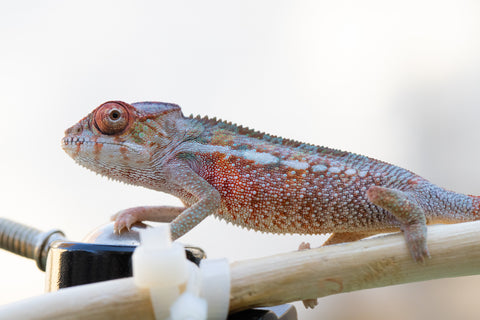 Holdbacks/Individuals: Premiere Ambilobe offspring from Manamanga-anina (AKA Blue Breeze) x Itompokolahy-erika (AKA Latter Rain) - Hatched Nov 24' - Male #3