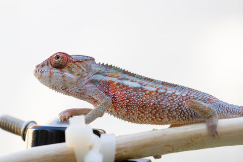 Holdbacks/Individuals: Premiere Ambilobe offspring from Manamanga-anina (AKA Blue Breeze) x Itompokolahy-erika (AKA Latter Rain) - Hatched Nov 24' - Male #3