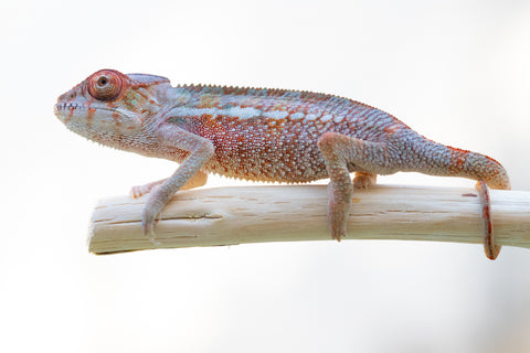 Holdbacks/Individuals: Premiere Ambilobe offspring from Manamanga-anina (AKA Blue Breeze) x Itompokolahy-erika (AKA Latter Rain) - Hatched Nov 24' - Male #3