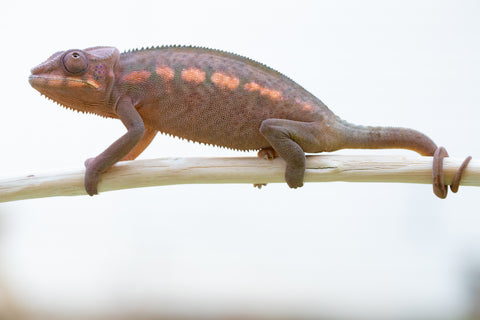 Holdbacks/Individuals: Ambilobe offspring from "Manalina-vorombozaka" (AKA Nite Owl) x "Kinja" (AKA Pollen) - Hatched April 2024 - Female #1