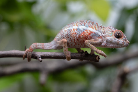 Holdbacks/Individuals: Ambilobe Offspring From "Manamanga-anina" (AKA Blue Breeze) x "Madity" (AKA Sticky) - Hatched Feb - March 2026 - Male #1