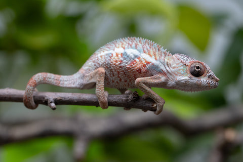 Holdbacks/Individuals: Ambilobe Offspring From "Manamanga-anina" (AKA Blue Breeze) x "Madity" (AKA Sticky) - Hatched Feb - March 2026 - Male #1