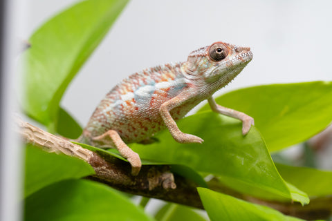 Holdbacks/Individuals: Ambilobe Offspring From "Manamanga-anina" (AKA Blue Breeze) x "Madity" (AKA Sticky) - Hatched Feb - March 2026 - Male #1