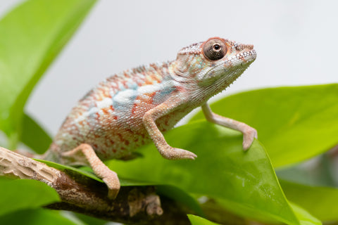 Holdbacks/Individuals: Ambilobe Offspring From "Manamanga-anina" (AKA Blue Breeze) x "Madity" (AKA Sticky) - Hatched Feb - March 2026 - Male #1