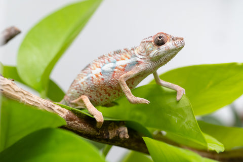 Holdbacks/Individuals: Ambilobe Offspring From "Manamanga-anina" (AKA Blue Breeze) x "Madity" (AKA Sticky) - Hatched Feb - March 2026 - Male #1