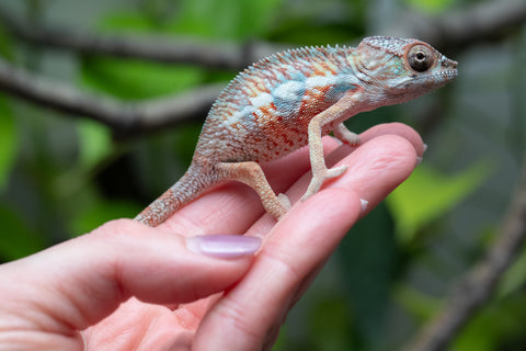 Holdbacks/Individuals: Ambilobe Offspring From "Manamanga-anina" (AKA Blue Breeze) x "Madity" (AKA Sticky) - Hatched Feb - March 2026 - Male #1