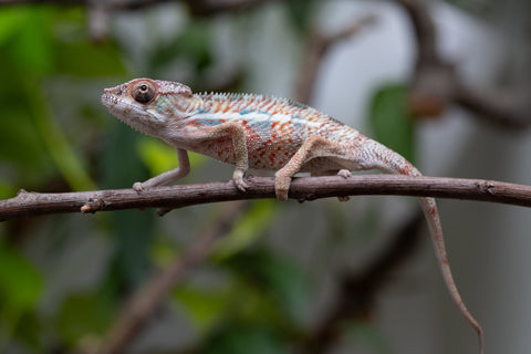 Holdbacks/Individuals: Ambilobe Offspring From "Manamanga-anina" (AKA Blue Breeze) x "Madity" (AKA Sticky) - Hatched Feb - March 2026 - Male #1