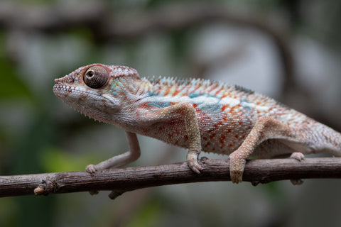 Holdbacks/Individuals: Ambilobe Offspring From "Manamanga-anina" (AKA Blue Breeze) x "Madity" (AKA Sticky) - Hatched Feb - March 2026 - Male #1