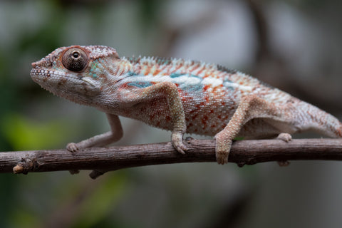 Holdbacks/Individuals: Ambilobe Offspring From "Manamanga-anina" (AKA Blue Breeze) x "Madity" (AKA Sticky) - Hatched Feb - March 2026 - Male #1