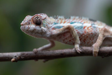 Holdbacks/Individuals: Ambilobe Offspring From "Manamanga-anina" (AKA Blue Breeze) x "Madity" (AKA Sticky) - Hatched Feb - March 2026 - Male #1
