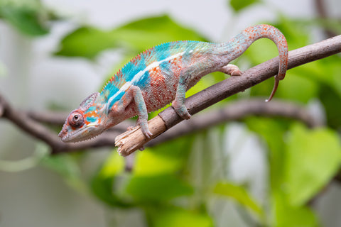 Ambilobe From "Manamanga-anina" (AKA Blue Breeze) x "Madity" (AKA Sticky) - Hatched Feb - March 2026 - Male #2