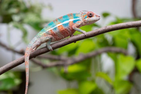 Ambilobe From "Manamanga-anina" (AKA Blue Breeze) x "Madity" (AKA Sticky) - Hatched Feb - March 2026 - Male #2