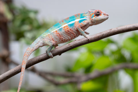 Ambilobe From "Manamanga-anina" (AKA Blue Breeze) x "Madity" (AKA Sticky) - Hatched Feb - March 2026 - Male #2