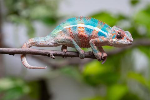 Ambilobe From "Manamanga-anina" (AKA Blue Breeze) x "Madity" (AKA Sticky) - Hatched Feb - March 2026 - Male #2