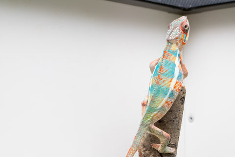 Ambilobe From "Manamanga-anina" (AKA Blue Breeze) x "Madity" (AKA Sticky) - Hatched Feb - March 2026 - Male #2