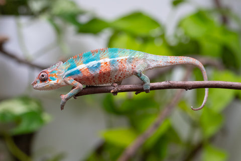 Ambilobe From "Manamanga-anina" (AKA Blue Breeze) x "Madity" (AKA Sticky) - Hatched Feb - March 2026 - Male #2