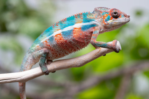 Ambilobe From "Manamanga-anina" (AKA Blue Breeze) x "Madity" (AKA Sticky) - Hatched Feb - March 2026 - Male #2