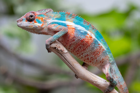 Ambilobe From "Manamanga-anina" (AKA Blue Breeze) x "Madity" (AKA Sticky) - Hatched Feb - March 2026 - Male #2