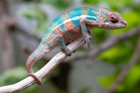 Ambilobe From "Manamanga-anina" (AKA Blue Breeze) x "Madity" (AKA Sticky) - Hatched Feb - March 2026 - Male #2