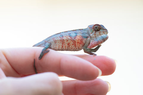 Holdbacks/Individuals: Ambilobe offspring from "Manamanga-anina" (AKA Blue Breeze) x "Sira" (AKA Salt) - Hatched Jan 25' - Male #1