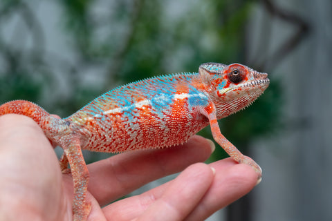 Holdbacks/Individuals: Ambilobe offspring from "Manamanga-anina" (AKA Blue Breeze) x "Sira" (AKA Salt) - Hatched Jan 25' - Male #10